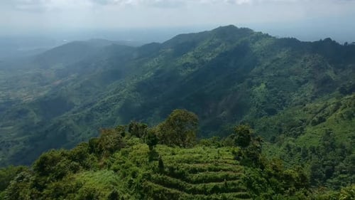 Floresta de montanha