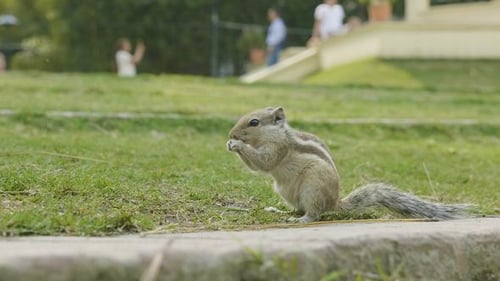 Ein Streifenhörnchen findet und frisst auf grünem Gras im Park