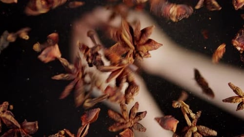 Star Anise and Cloves Falling in Slow Motion