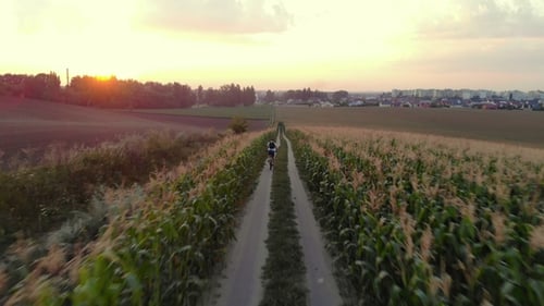 Cyclist Rides on Road in Field