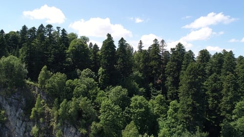 Aerial View of Mountains and Green Forest