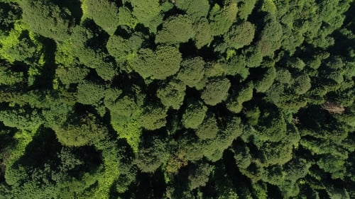 Aerial View - Trees and Green Forest.