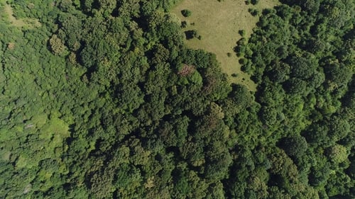 Aerial View Green Forest and Field Beautiful Nature Background