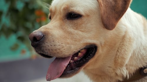Close Up of Panting Golden Labrador