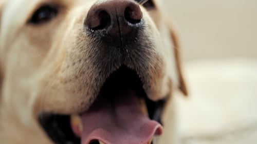 Schöne erwachsene goldene Labrador-Hund. Hündchen lächelt. Er fühlt sich heiß im Sommer