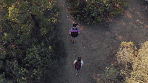 Aerial View of Hikers Walking Forest Path