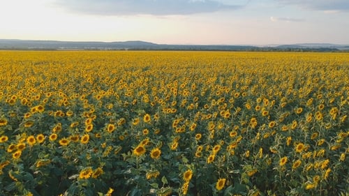 Landwirtschaftliches Konzept. Luftaufnahme Feld der Sonnenblumen im Sommer.