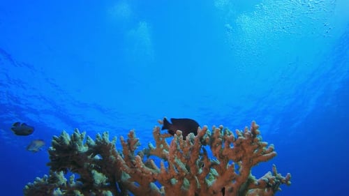 Vibrant Fish and Coral Reef Underwater Scene