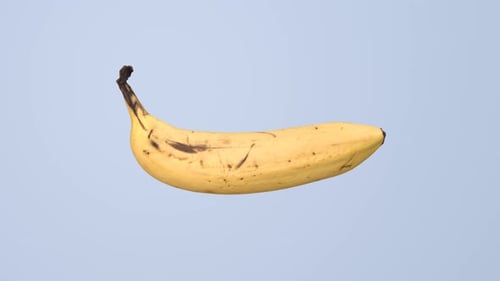 Realistische Bananenrotation auf weißem Hintergrund.