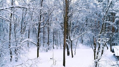 Snowy Branches in Forest. Winter Fairy Background