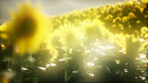 Sunflower Field on a Warm Summer Evening
