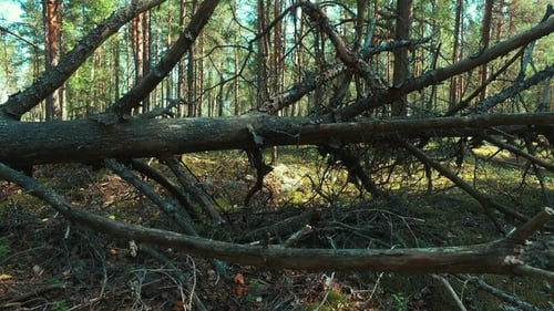 Pine Forest on a Summer Day