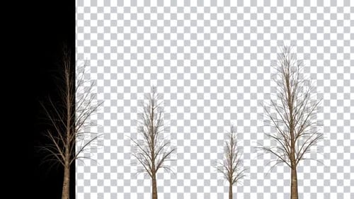 Animated Realistic Winter Bare Trees Loop with Alpha Channel