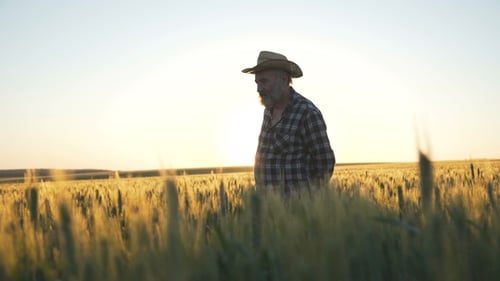 Happy Farmer Walks on Wheat Field with Smile on the Face
