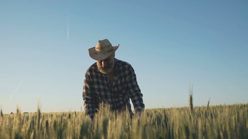 Bearded Farmer Inspecting Wheat Crop in Field