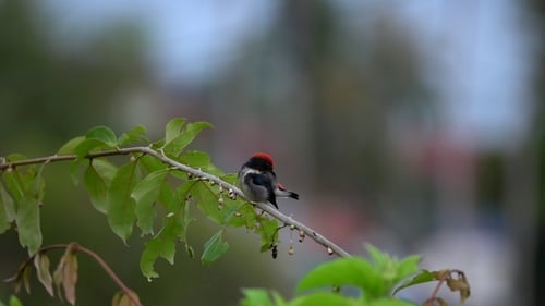 Pájaro de lomo escarlata (Dicaeum Cruentatum) sentado en la rama de un árbol