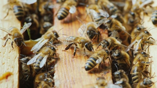 A Lot of Bees Work in a Hive To Create a Delicious Honey