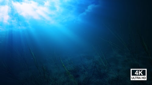 Underwater Light Rays and Seagrass 4K