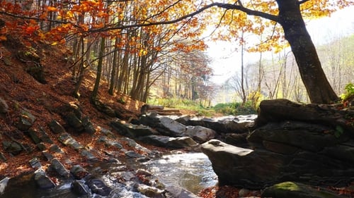 The Mountain River in Autumn Forest and the Sun Shining Through the Foliage.