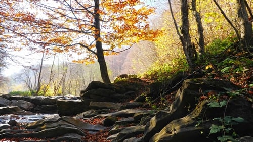 The Mountain River in Autumn Forest at Amazing Sunny Day