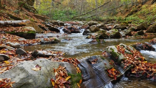 The Mountain River with Waterfall in Autumn Forest at Amazing Sunny Day