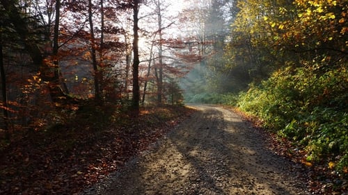 Camera Movement By Road in the Forest and the Sun Shining Through the Foliage