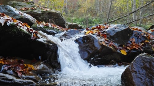 The Mountain River with Waterfall in Autumn Forest at Amazing Sunny Day