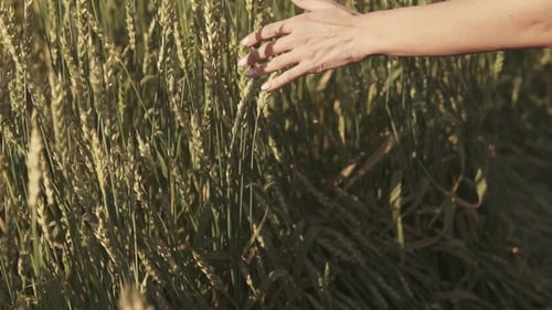 Woman's Hand Gliding Over Wheat Field