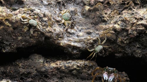 Krabben auf dem Felsen am Strand