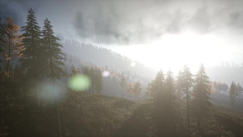 Sun Beams Through Trees
