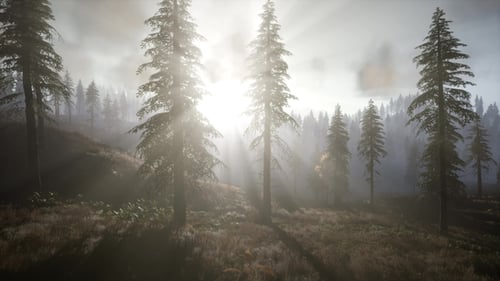 Sun Beams Through Trees