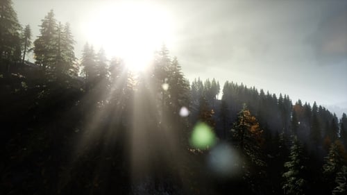 Sun Beams Through Trees