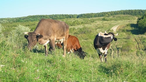 Cows Grazing Peacefully in a Sunny Rural Meadow