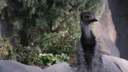 Nahaufnahme von Emu beim Gehen und Umschauen