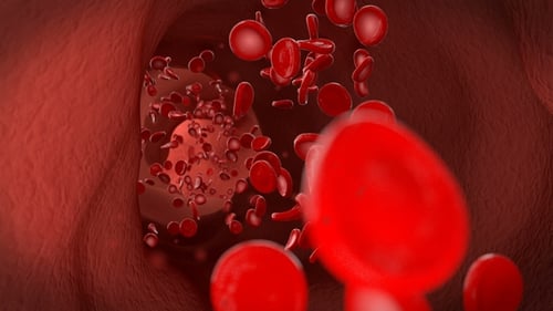 Les érythrocytes des globules rouges circulent dans la veine
