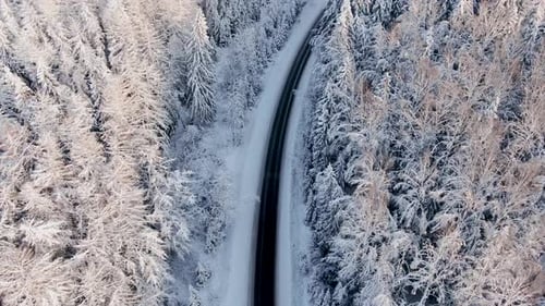 Empty Highway Across Snowy Winter Forest with Old Fir Trees