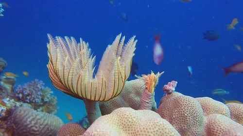 Underwater Tube Worm