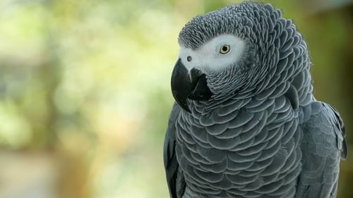 Red-tailed Monogamous African Congo Grey Parrot. Companion Jaco Is Popular Avian Pet Native