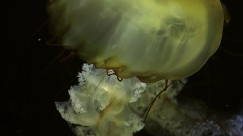 Tropische Quallen im Meer oder Meer gegen die schwarze Farbe