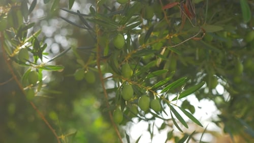 Green Tree Branch with Olives on Sunny Day