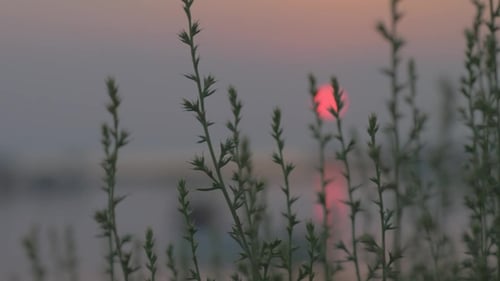View To Sunset and Lake Through the Grass