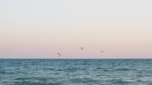 Möwen fliegen bei Sonnenuntergang über das Meer