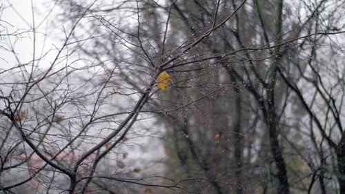 Bare Tree and Autumn Snowfall