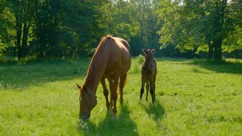 Horse and Foal in the Morning Pasture