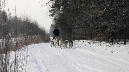 Training sled dogs on rural road in winter