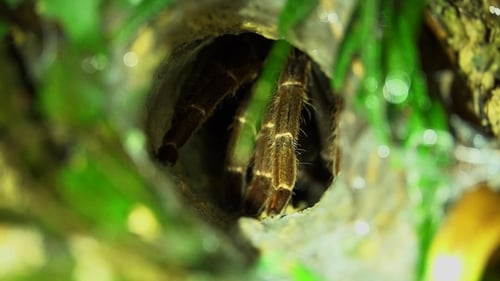 Gefleckte Tarantelspinne (Theraphosidae) versteckt sich im Loch. Dschungelsafari im Regenwald von Malaysia