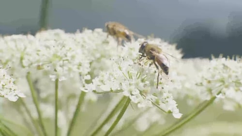 Bee Pollinating and Collecting Nectar From Wildflowers on Meadow