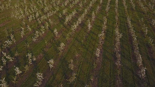Rows of an Apple Orchard During Flowering