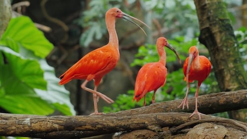 Varios hermosos ibis rojos que luchan por la comida