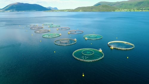 Aerial Footage Farm Salmon Fishing in Norway